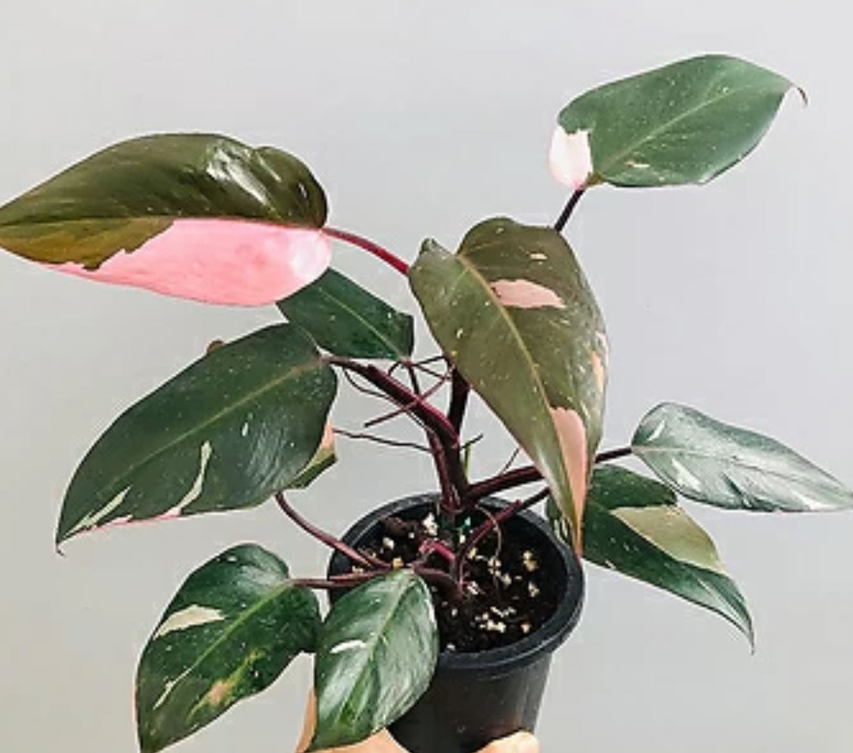 Lợi ích của việc trồng cây Công Chúa Hồng